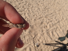 Sphingonotus imitans