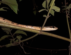 Dendrelaphis chairecacos