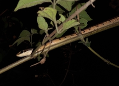 Dendrelaphis chairecacos