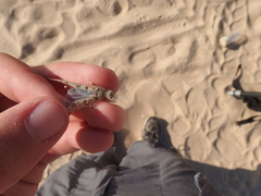 Sphingonotus imitans