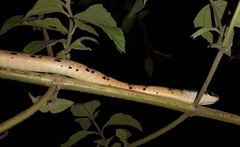 Dendrelaphis chairecacos