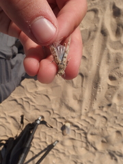 Sphingonotus imitans