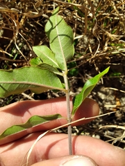 Asclepias tomentosa image