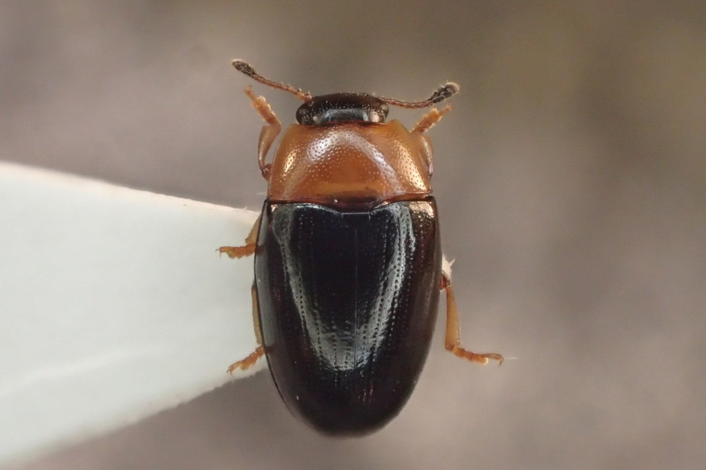 Triplax collaris