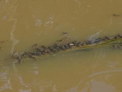 Platydoras armatulus