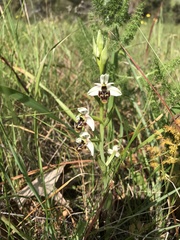 Ophrys scolopax apiformis