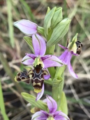 Ophrys scolopax apiformis