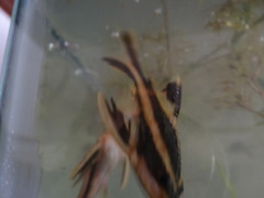 Platydoras armatulus