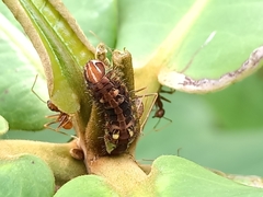 Arhopala centaurus nakula