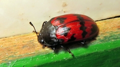 Megischyrus brasiliensis