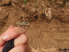 Zonocerus variegatus