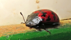Megischyrus brasiliensis