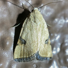 Micrathetis costiplaga