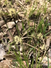Carex montana