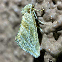 Plagiomimicus tepperi