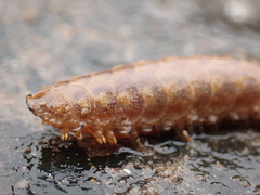 Lepidonotus squamatus