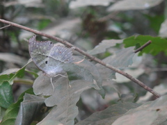 Protogoniomorpha parhassus