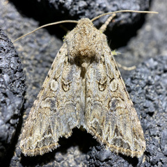 Anarta mutata