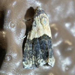 Tripudia dimidata