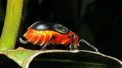 Coelomera lanio