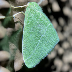 Synchlora pectinaria