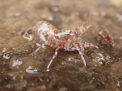 Eualus pusiolus