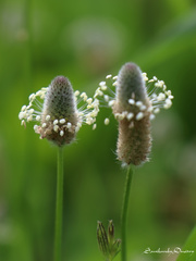 Plantago lagopus