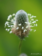Plantago lagopus