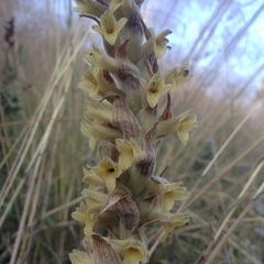Dichromanthus michuacanus