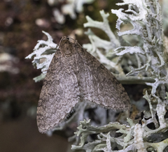 Trichopteryx carpinata