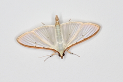 Palpita quadristigmalis