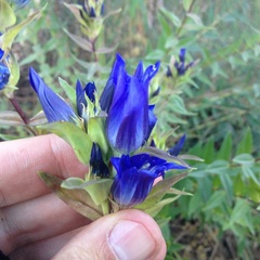 Gentiana spathacea