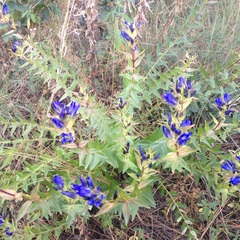 Gentiana spathacea