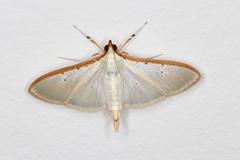 Palpita quadristigmalis