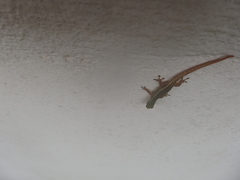 Lygodactylus conraui