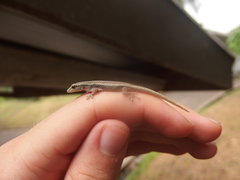 Lygodactylus conraui