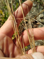 Andropogon tracyi