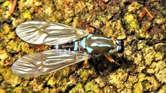Raphiocerinae
