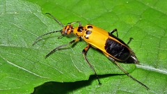 Pyrota diadema