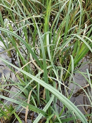 Carex acutiformis