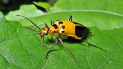 Pyrota diadema