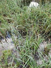 Carex acutiformis