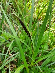 Carex acutiformis