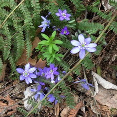 Hepatica nobilis