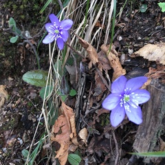 Hepatica nobilis