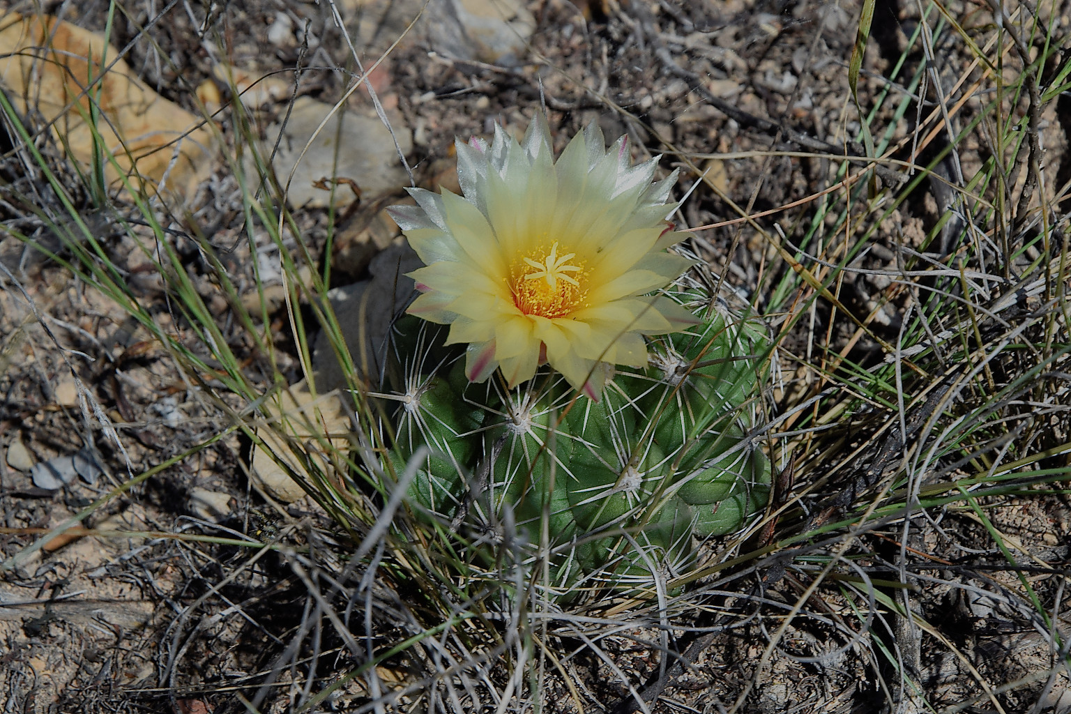 Thelocactus leucacanthus ssp. leucacanthus