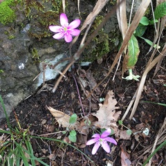 Hepatica nobilis