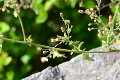 Blumea paniculata