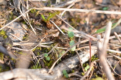 Lamprobyrrhulus nitidus