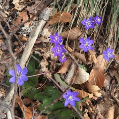 Hepatica nobilis